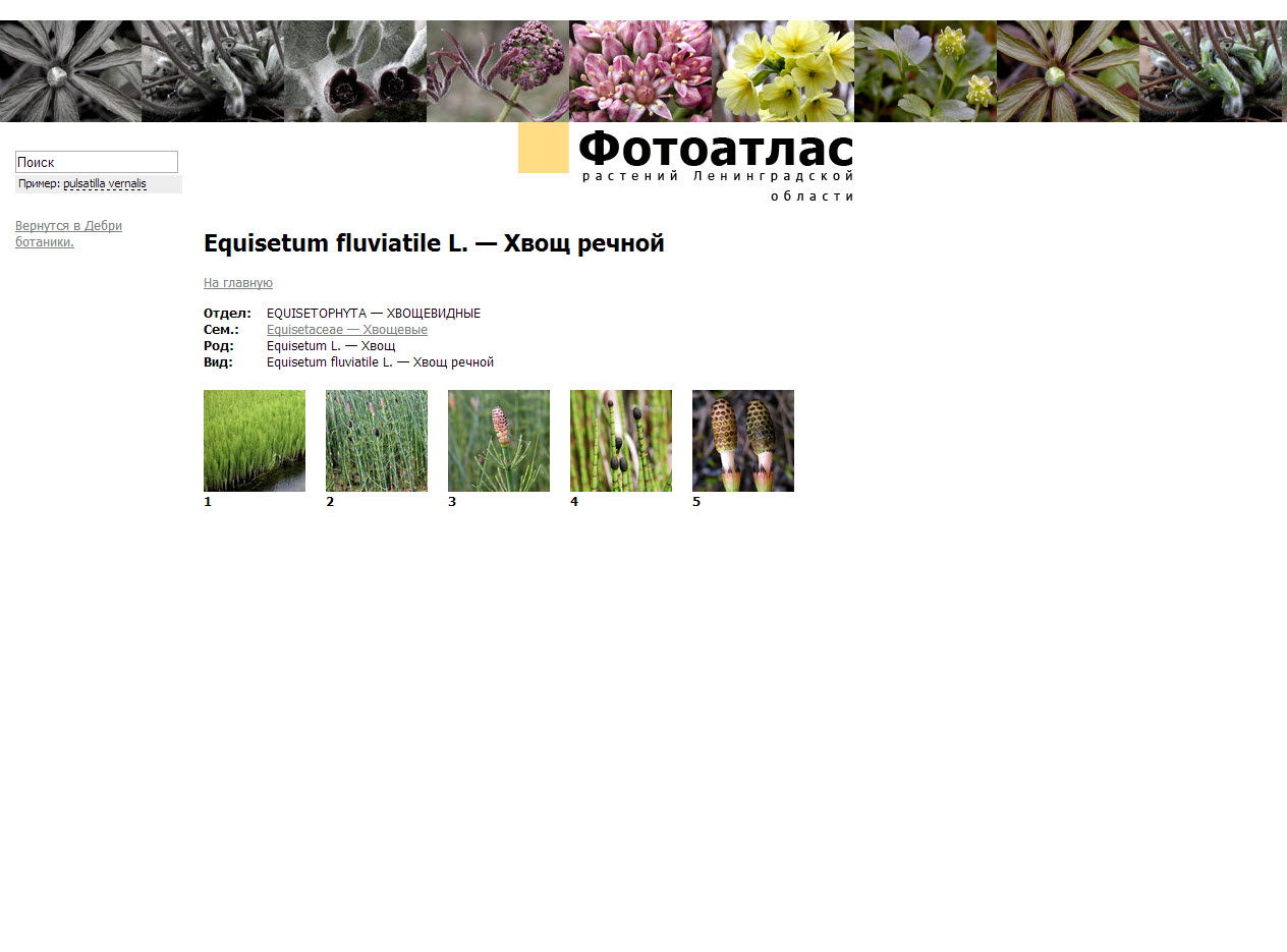 Сайт фотоатласа растений Ленинградской области