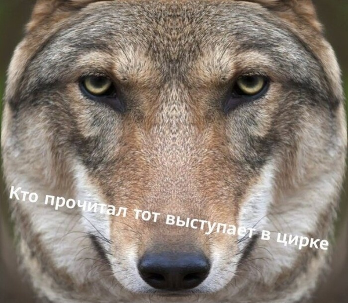 Мемы с цитатами волка